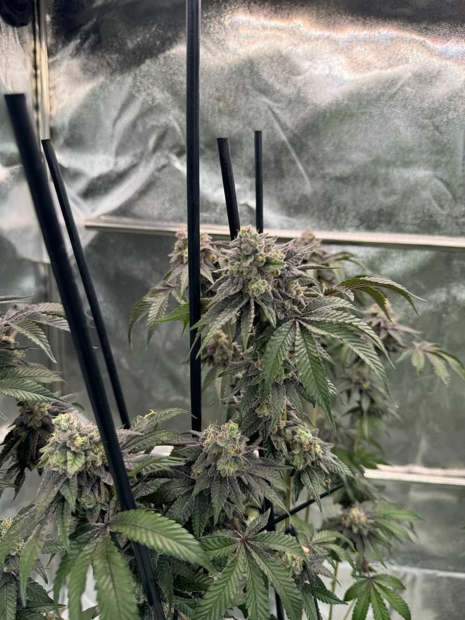 Gary Sherbet von Fast Buds
