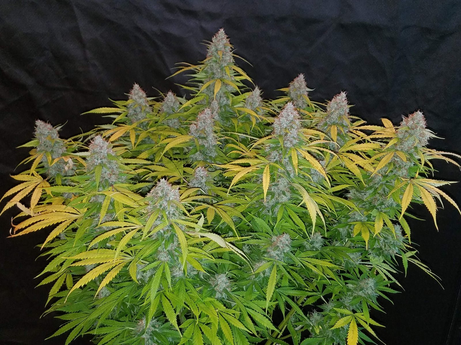 Californian Snow Auto von Fast Buds