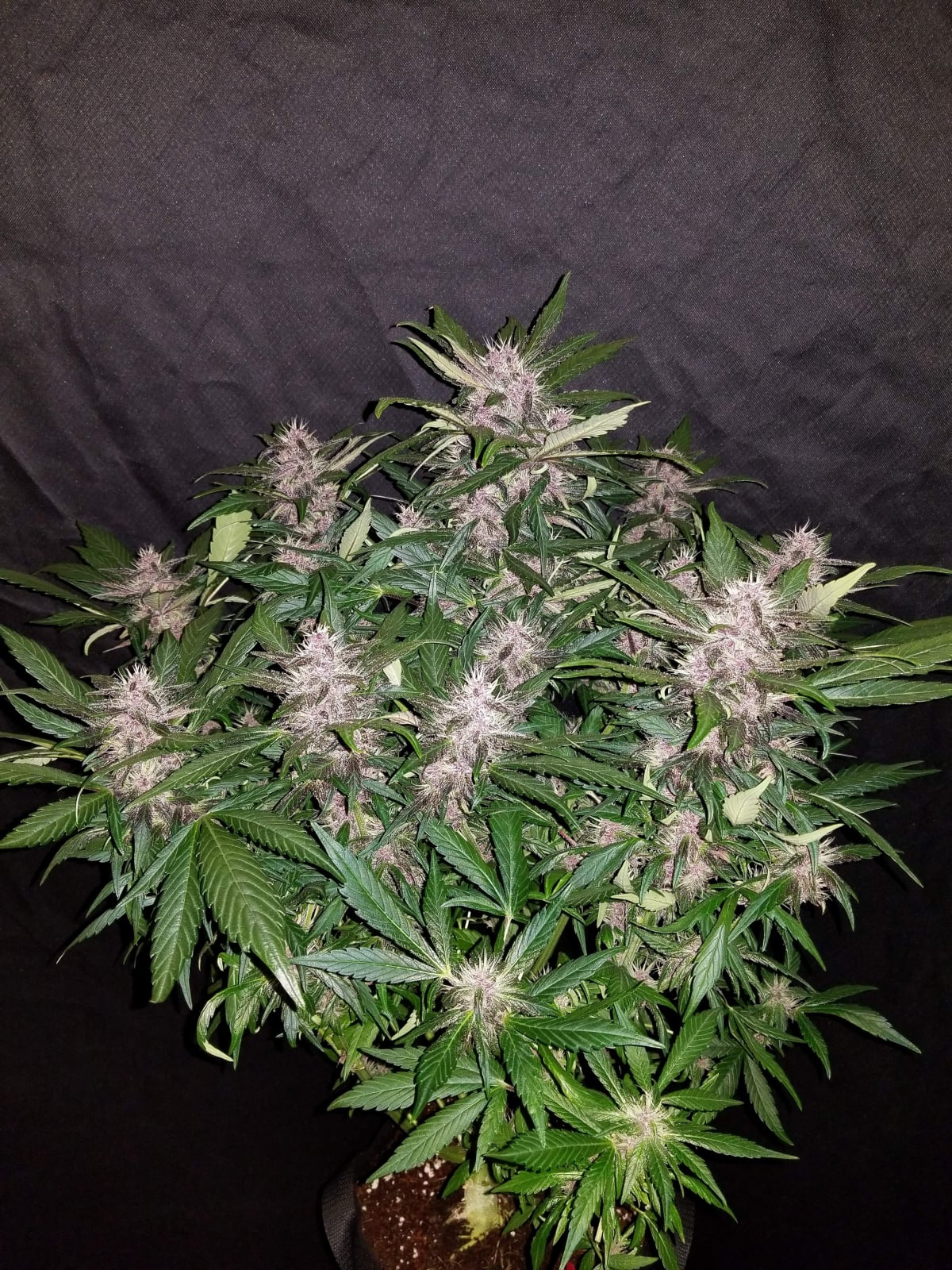 C4 Auto von Fast Buds
