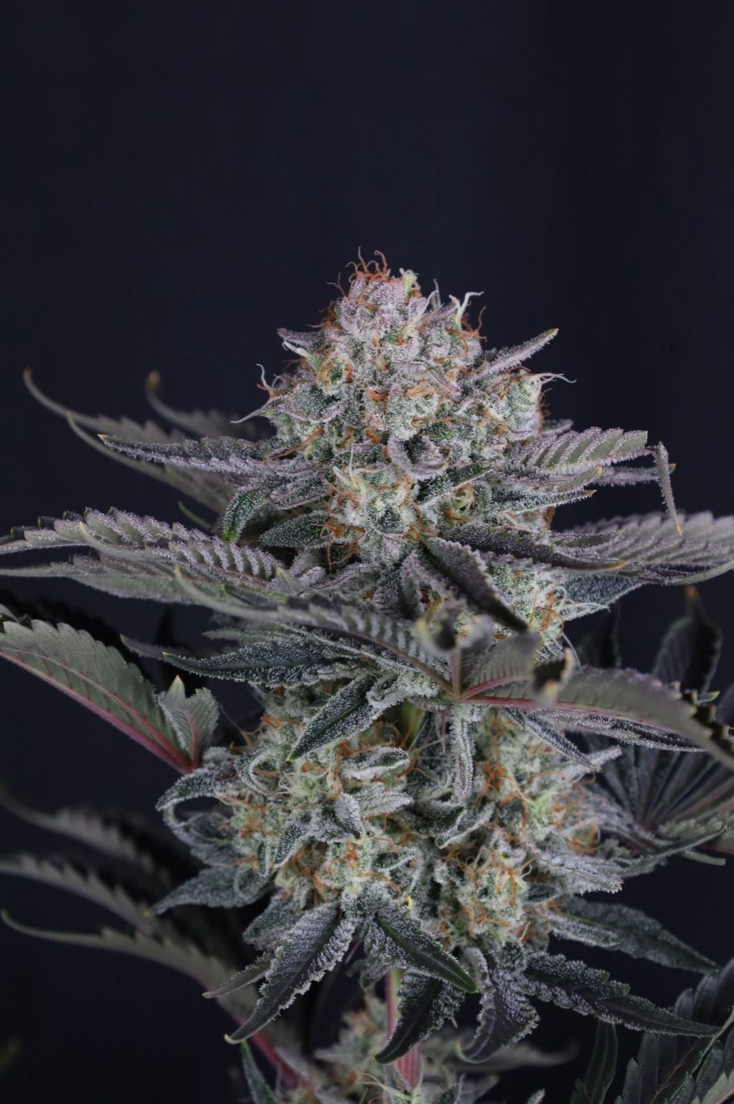 Mendo Frost Auto von Fast Buds