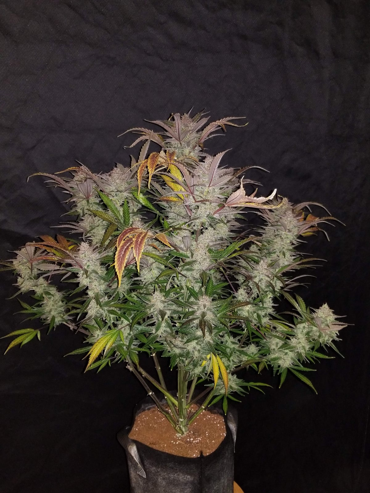 Cream Cookies Auto von Fast Buds