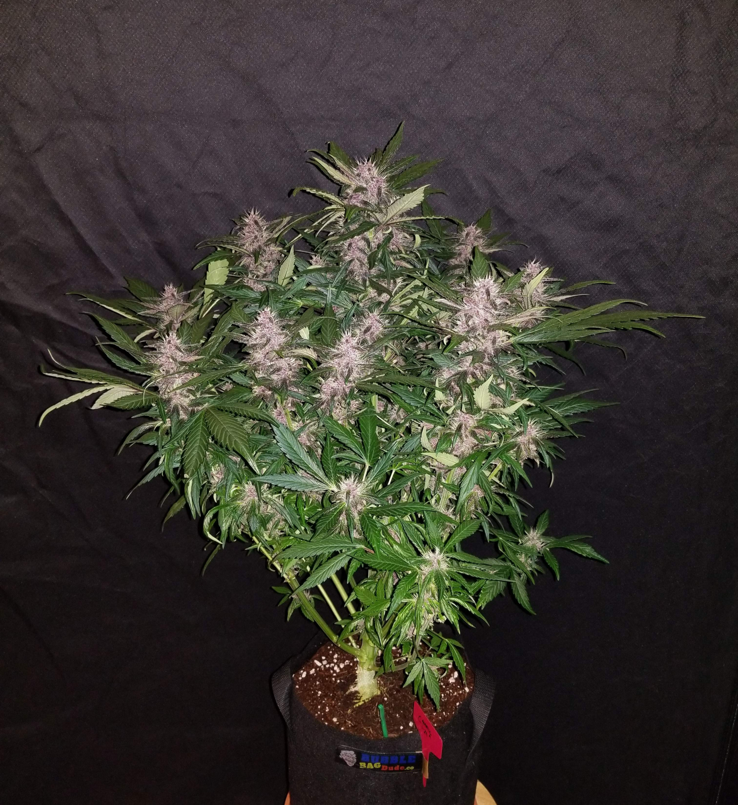 C4 Auto von Fast Buds