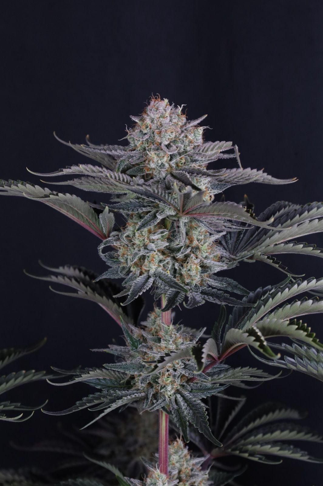 Mendo Frost Auto von Fast Buds