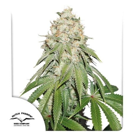 Banana Blaze von Dutch Passion