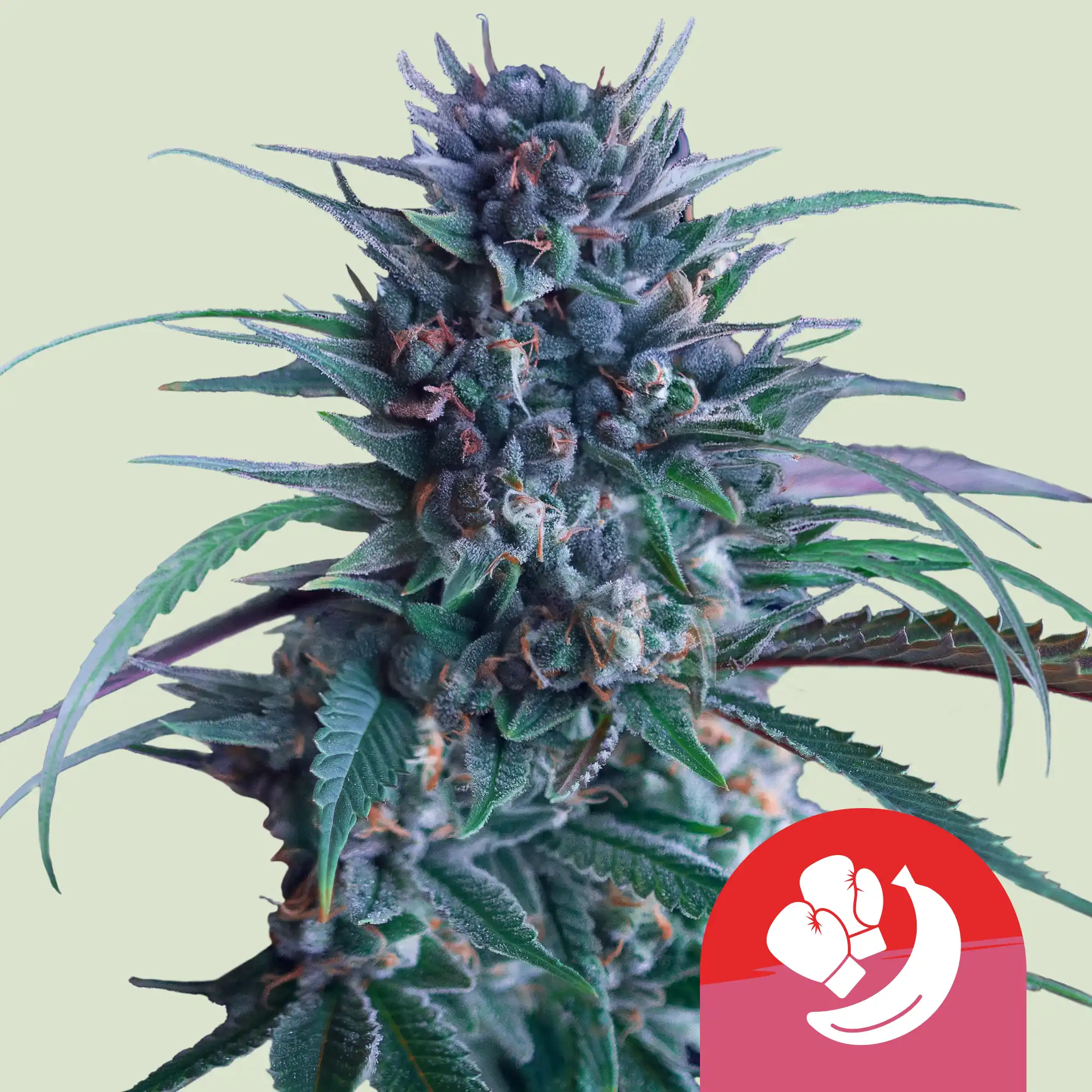 Banana Brawler von Royal Queen Seeds