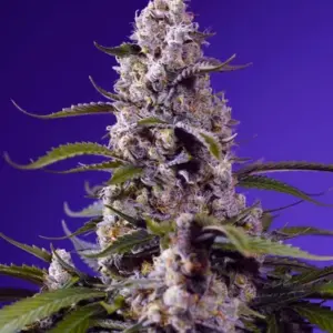 Banana Cream Cake XL Auto von Sweet Seeds