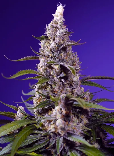 Banana Cream Cake XL Auto von Sweet Seeds