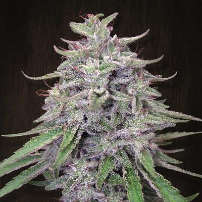 Bangi Haze von ACE Seeds