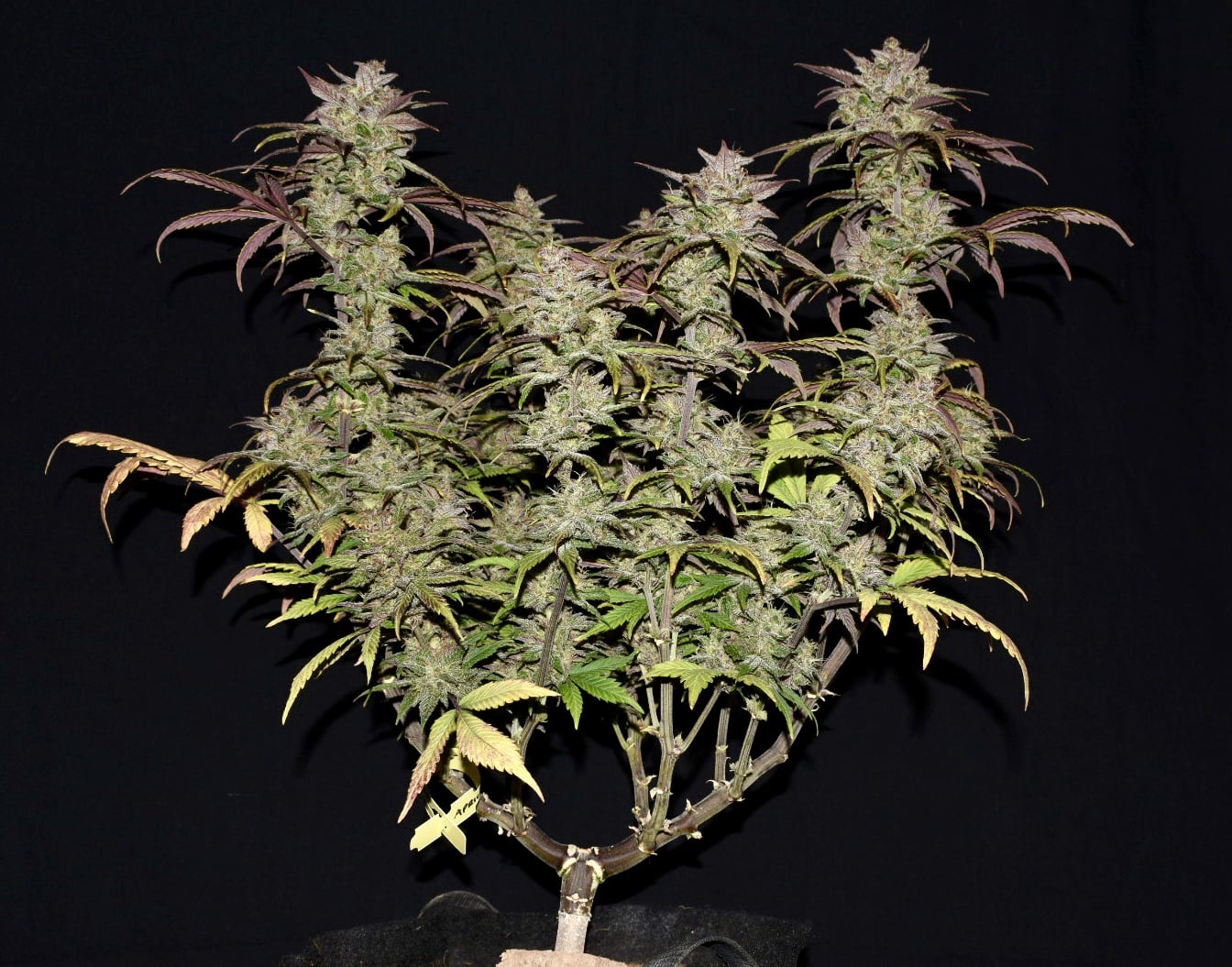Smoothie Auto von Fast Buds