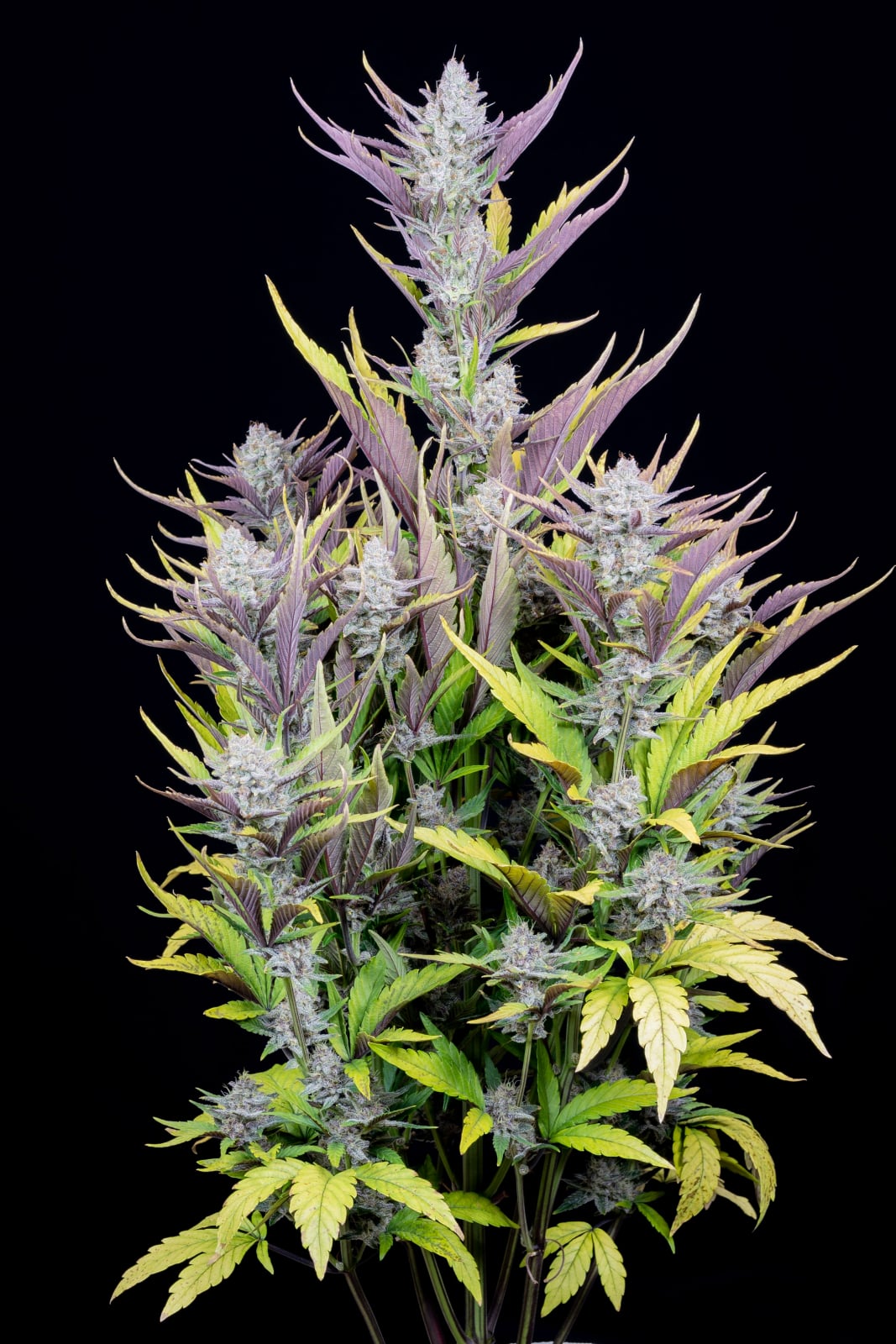 Wedding Glue Auto von Fast Buds