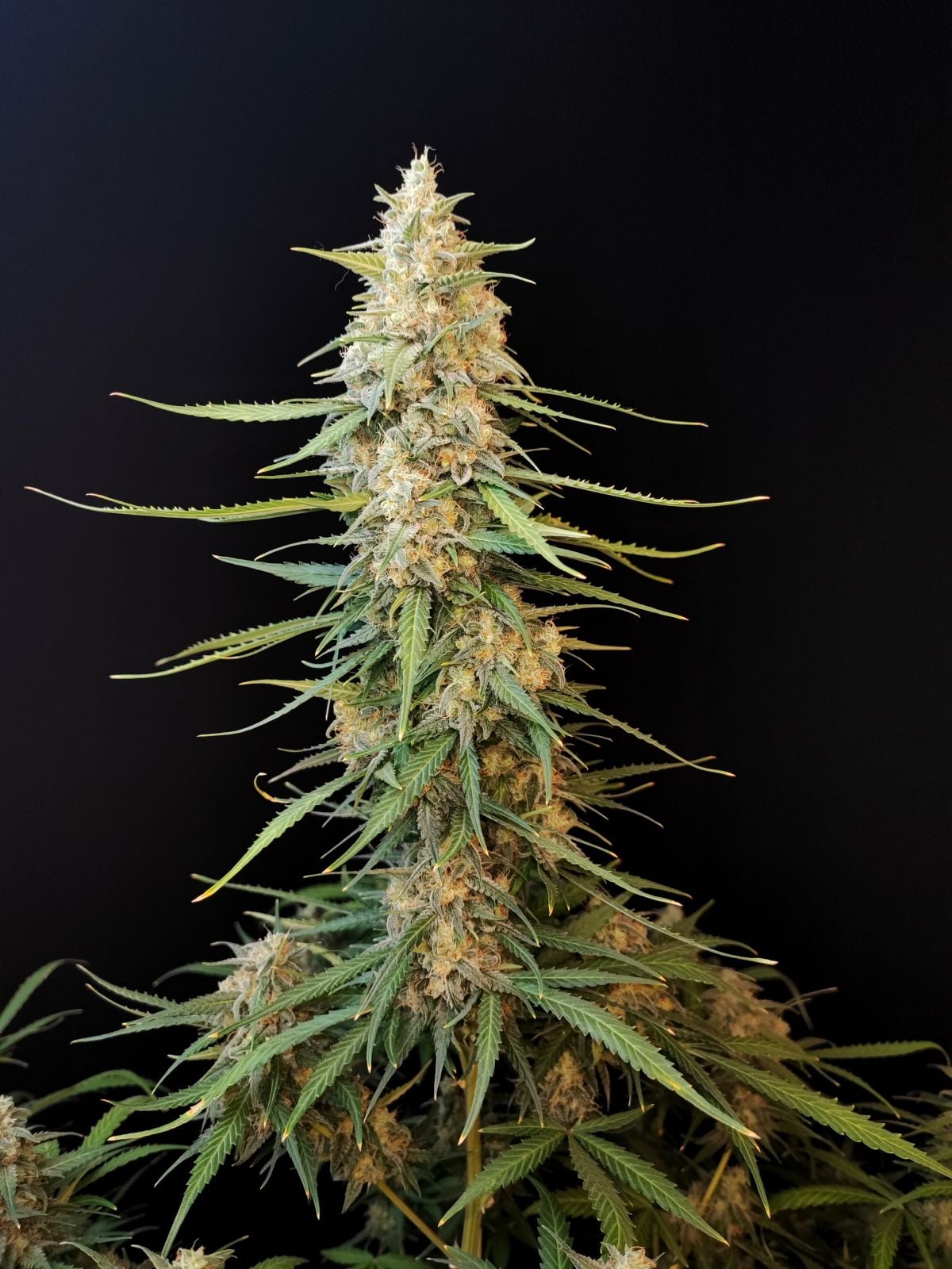Sour Diesel Auto von Fast Buds