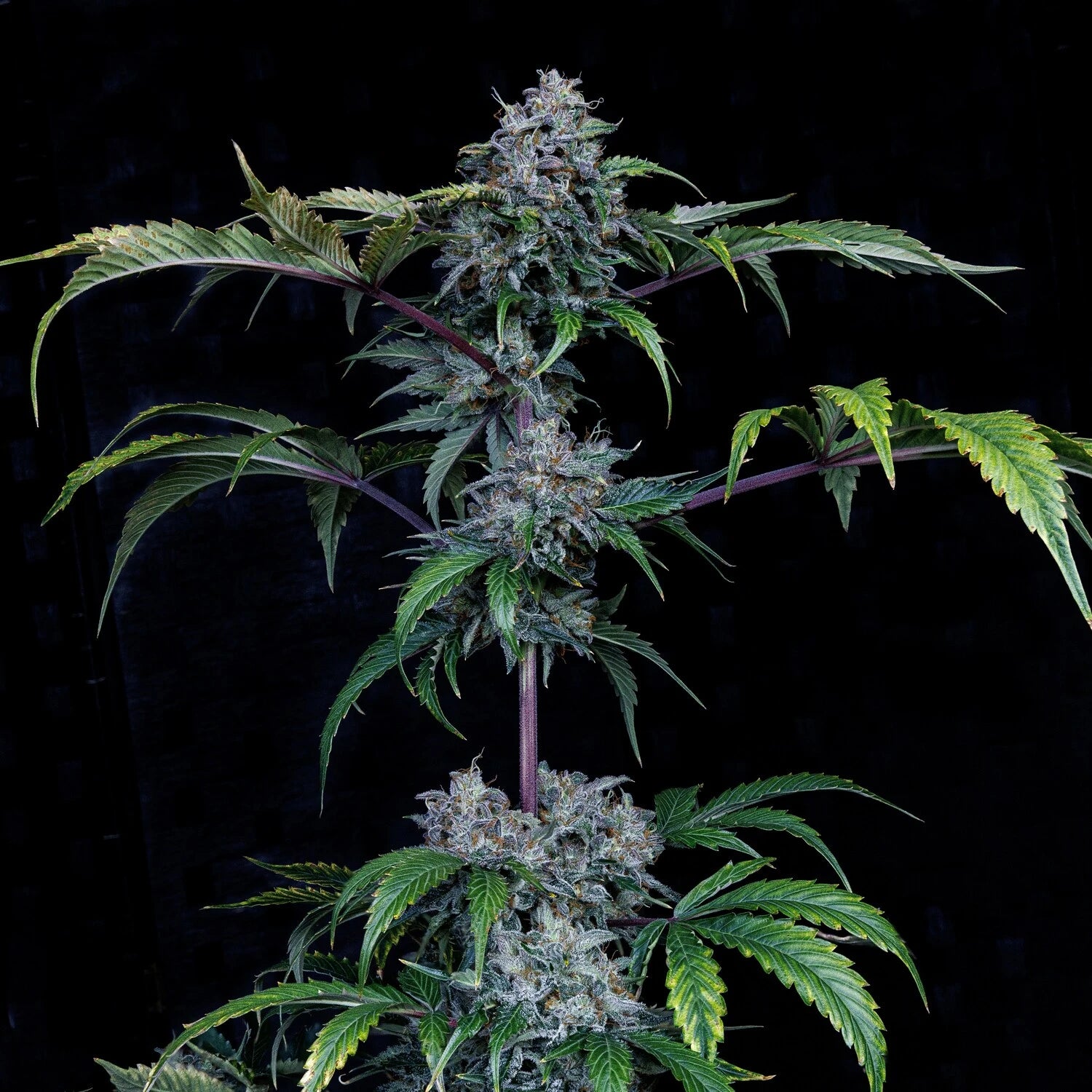 bear force one 3+2er – mephisto genetics (autoflower samen)
