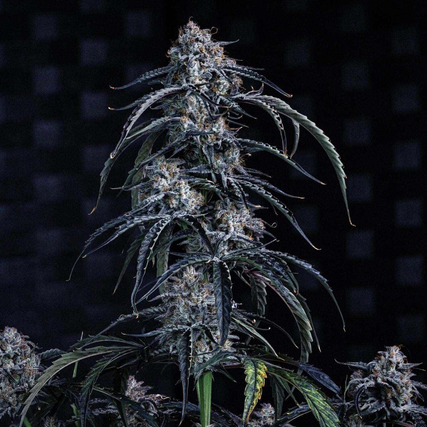 beary berry punch 3+2er – mephisto genetics (autoflower samen)