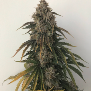 beary white 3+2er – mephisto genetics (autoflower samen)