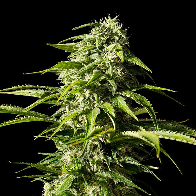 Big Bull von Kannabia Seed Company