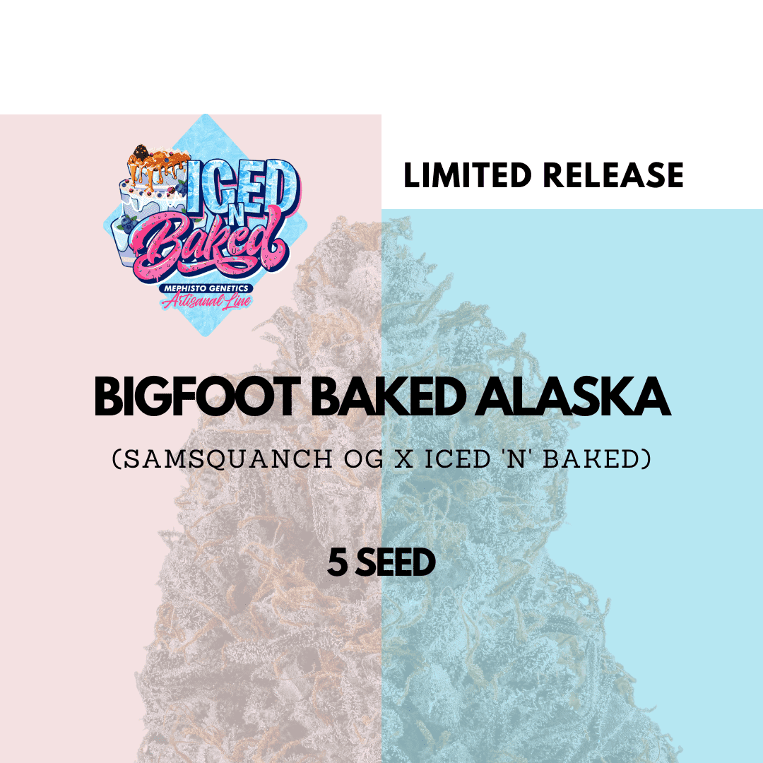 bigfoot baked alaska 5er – mephisto genetics (autoflower samen)
