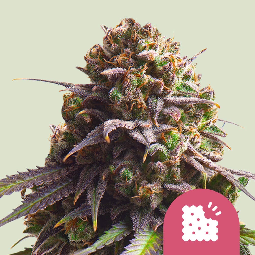 Biscotti von Royal Queen Seeds