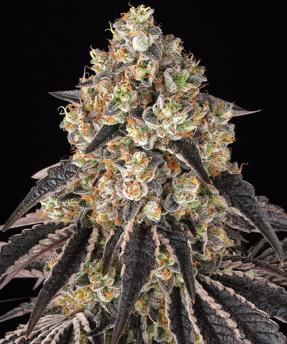 Black Cherry Gushers 1 St. Barney’s Farm