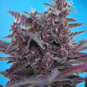 Black Cream Auto von Sweet Seeds