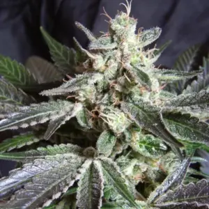 Black Jack von Sweet Seeds