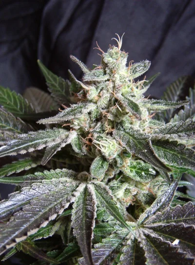 Black Jack von Sweet Seeds