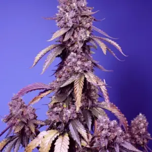 Black Muffin F1 Fast Version von Sweet Seeds