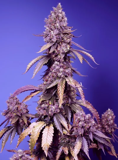 Black Muffin F1 Fast Version von Sweet Seeds