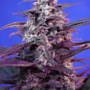 Bloody Skunk Auto von Sweet Seeds
