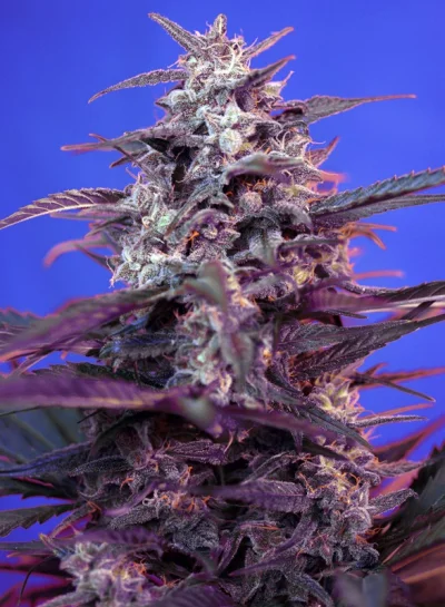 Bloody Skunk Auto von Sweet Seeds