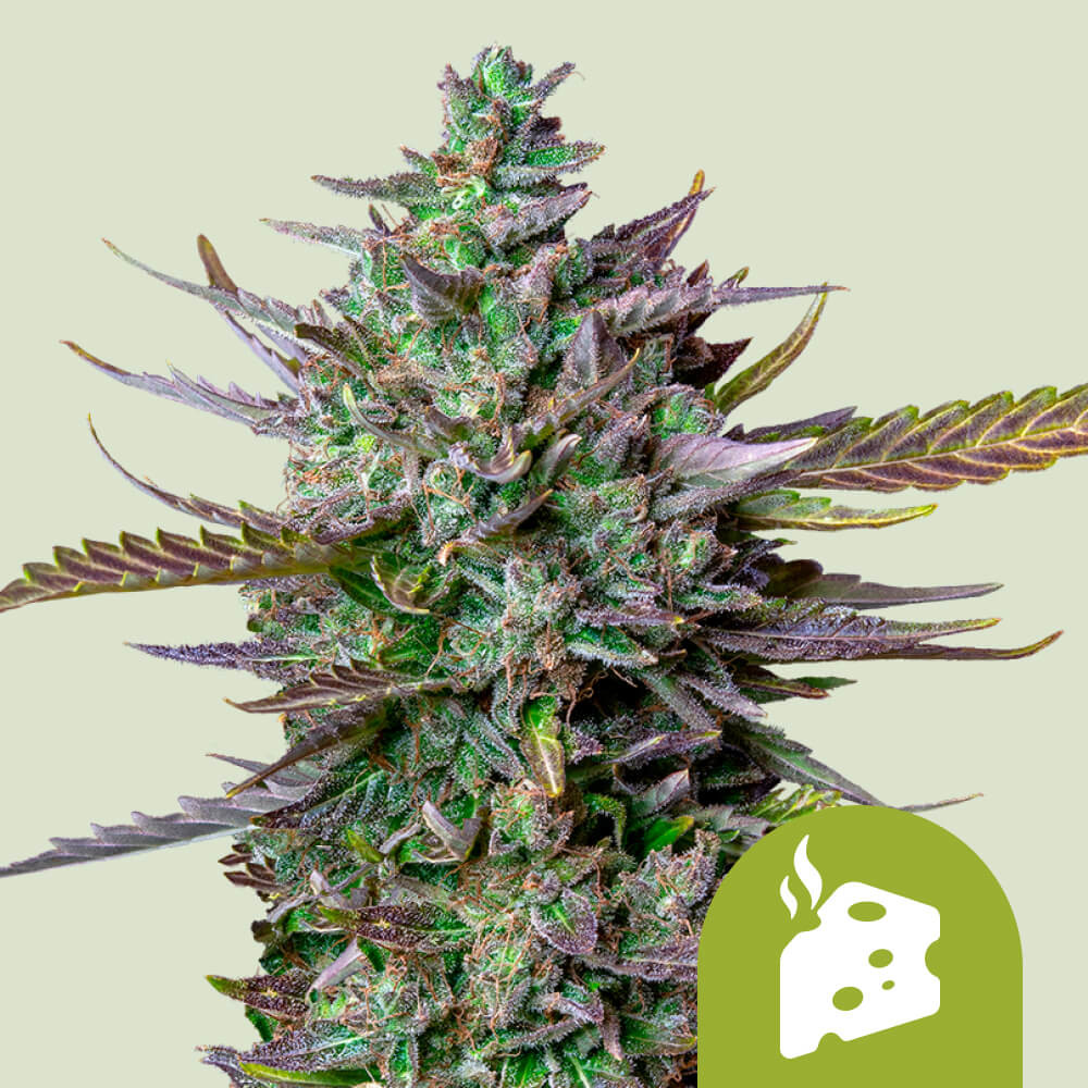 Blue Cheese Auto von Royal Queen Seeds