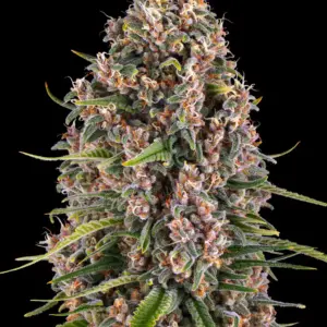 Blue Cheese Barney's Farm