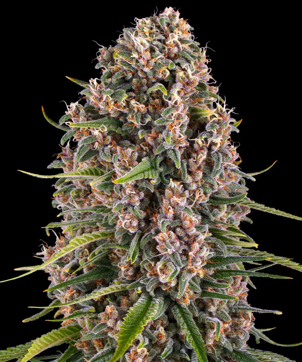 Blue Cheese Barney's Farm