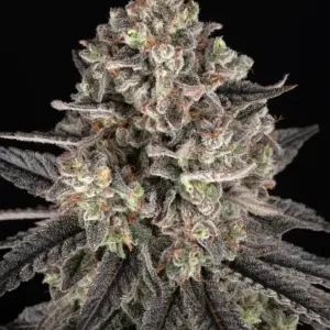 Blue Dream Barney's Farm