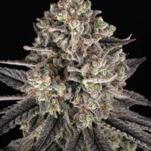 Blue Dream Barney's Farm