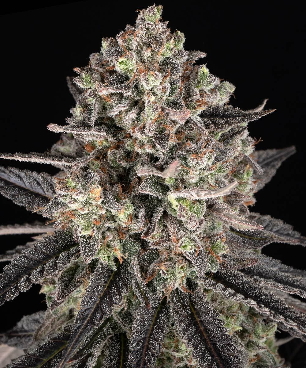 Blue Dream 1 St. Barney’s Farm