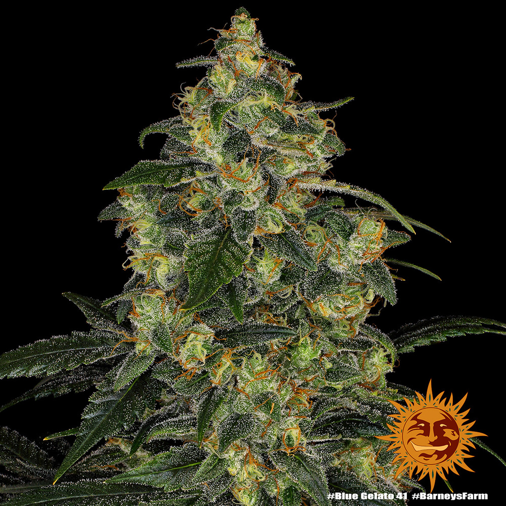 Blue Gelato 41 Barney’s Farm