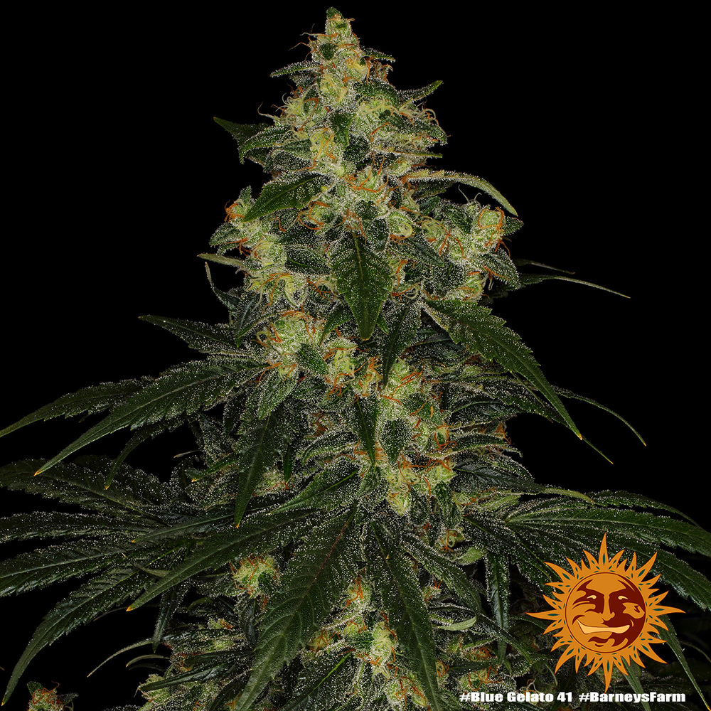 Blue Gelato 41 Barney’s Farm
