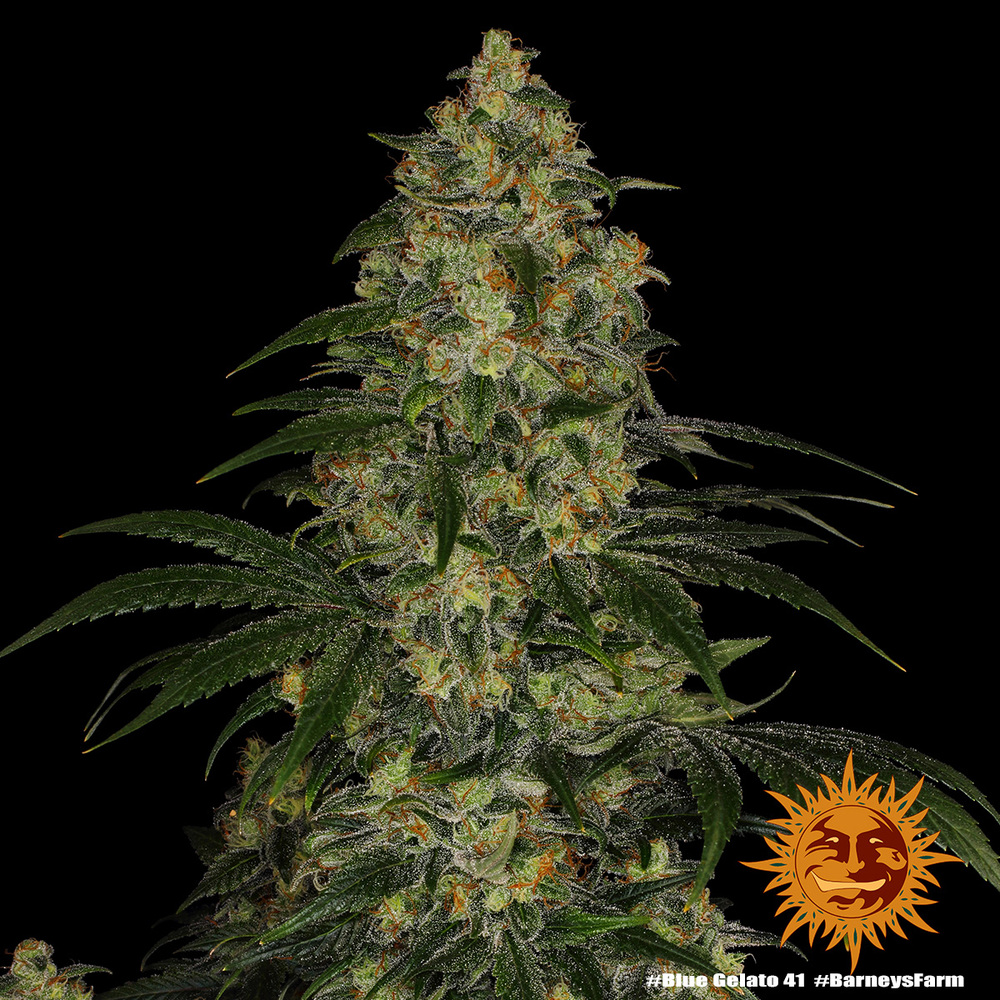 Blue Gelato 41 Barney’s Farm