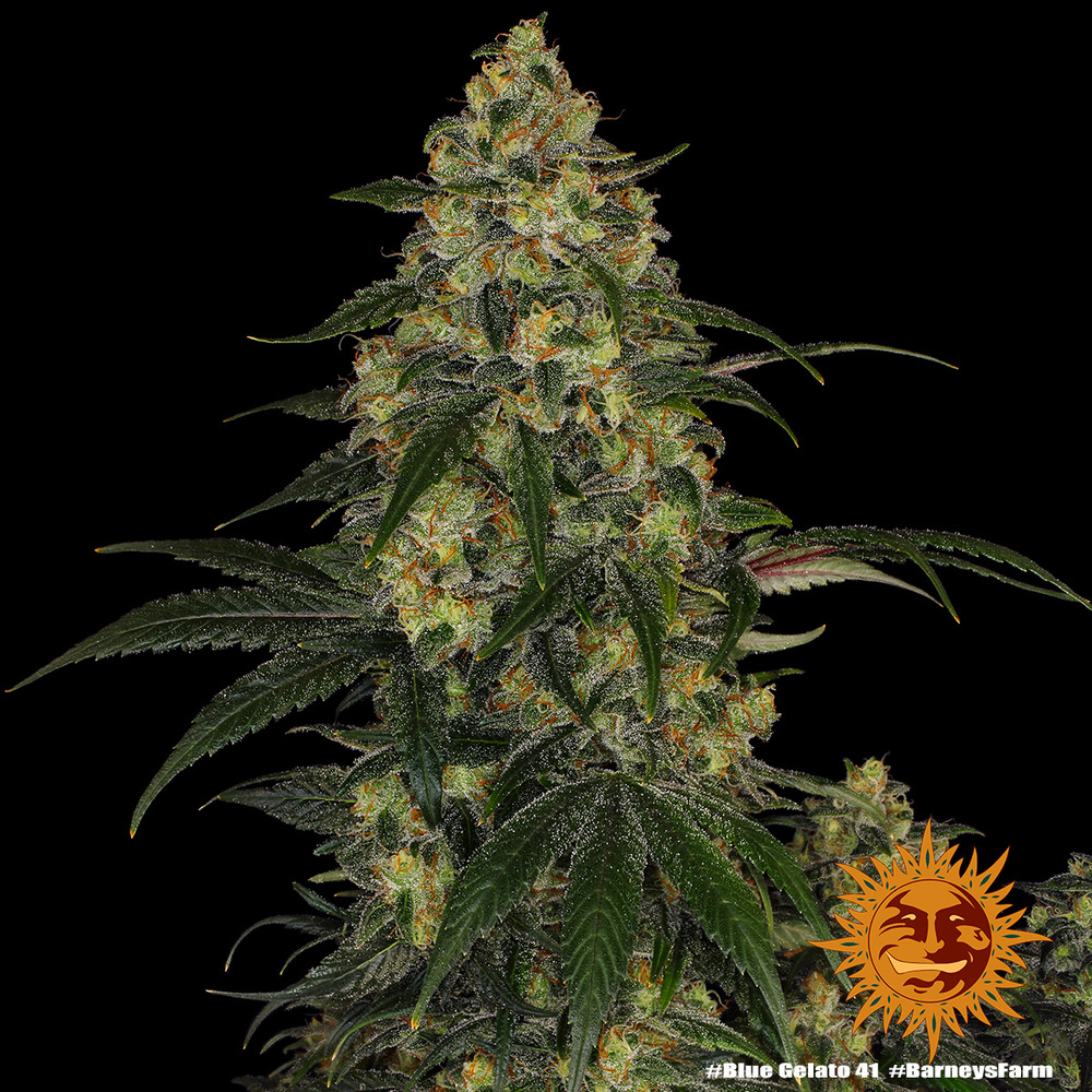 Blue Gelato 41 Barney’s Farm