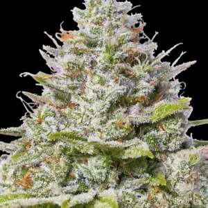 Blue Gelato 41 Barney's Farm