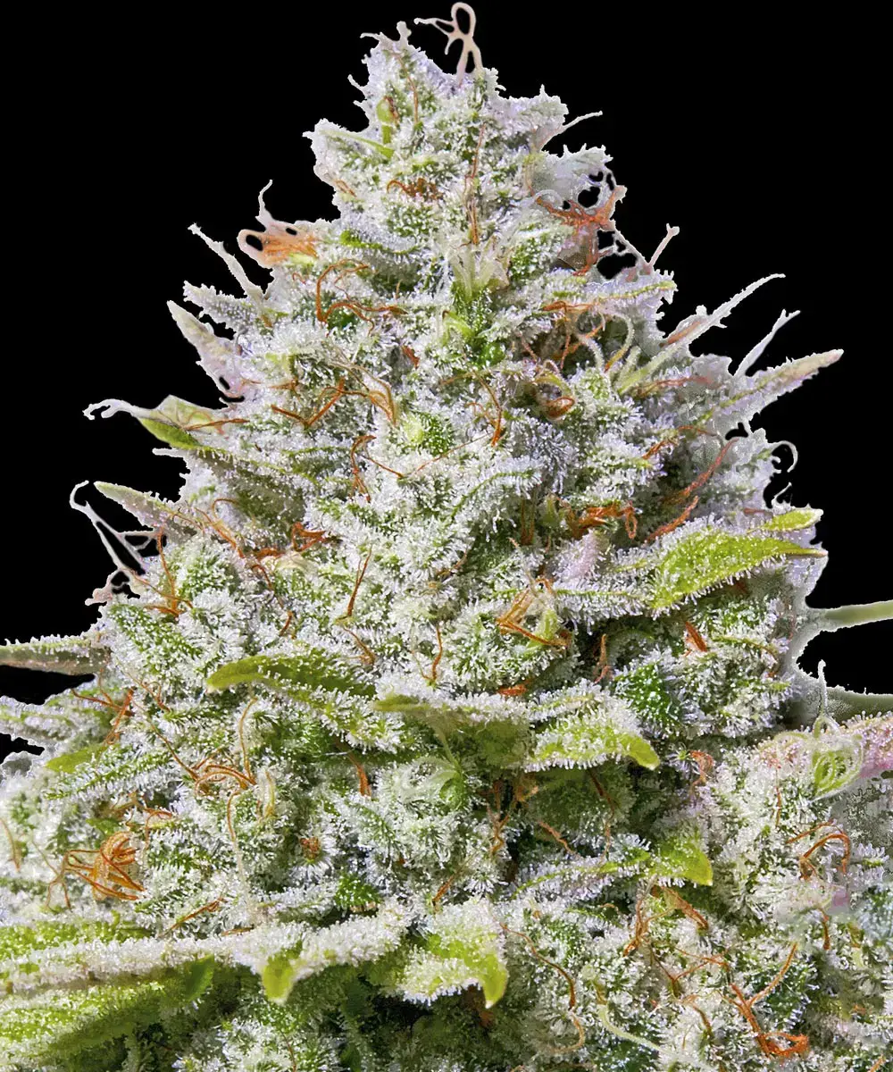Blue Gelato 41 Barney's Farm