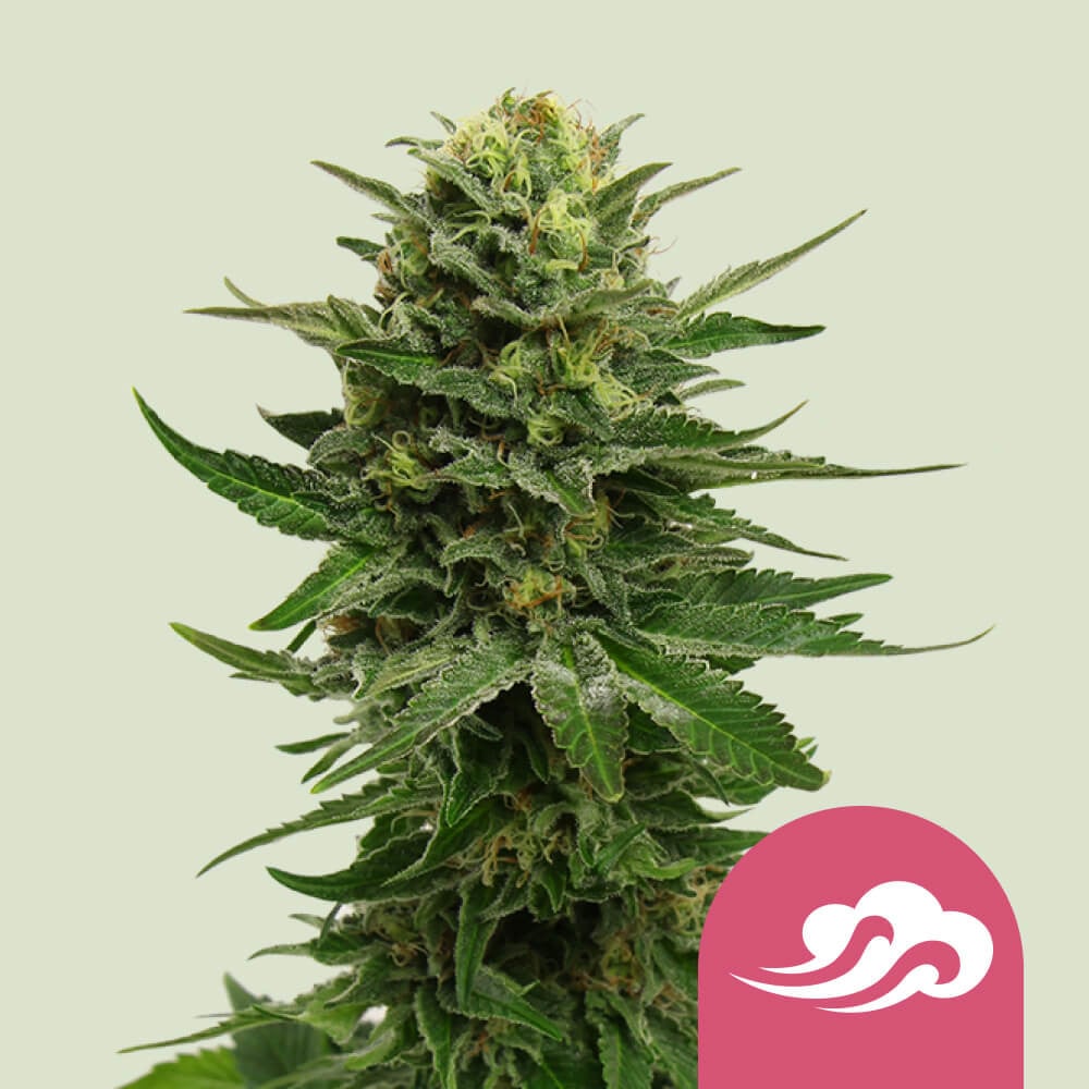 Blue Mystic von Royal Queen Seeds