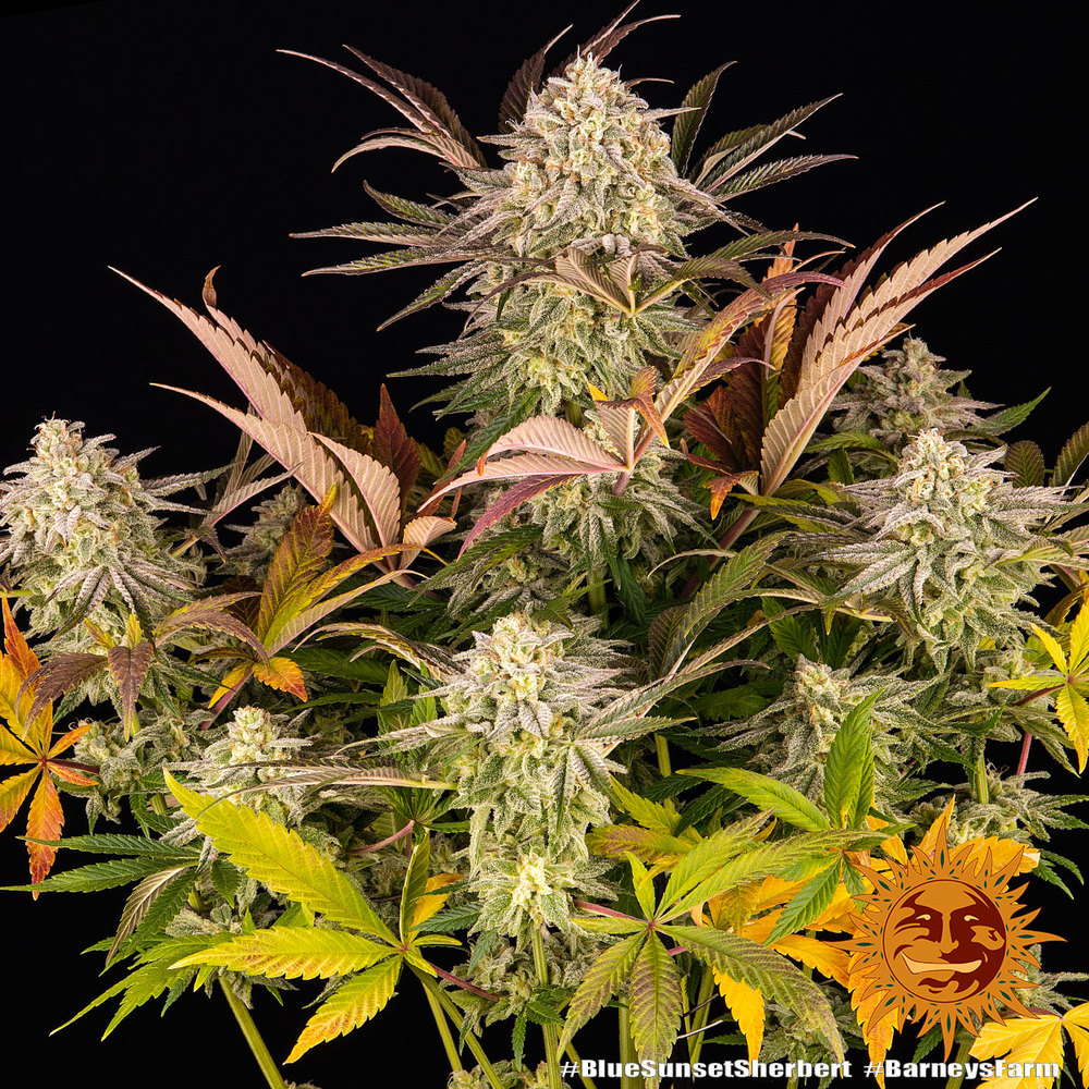 Blue Sunset Sherbert Barney's Farm