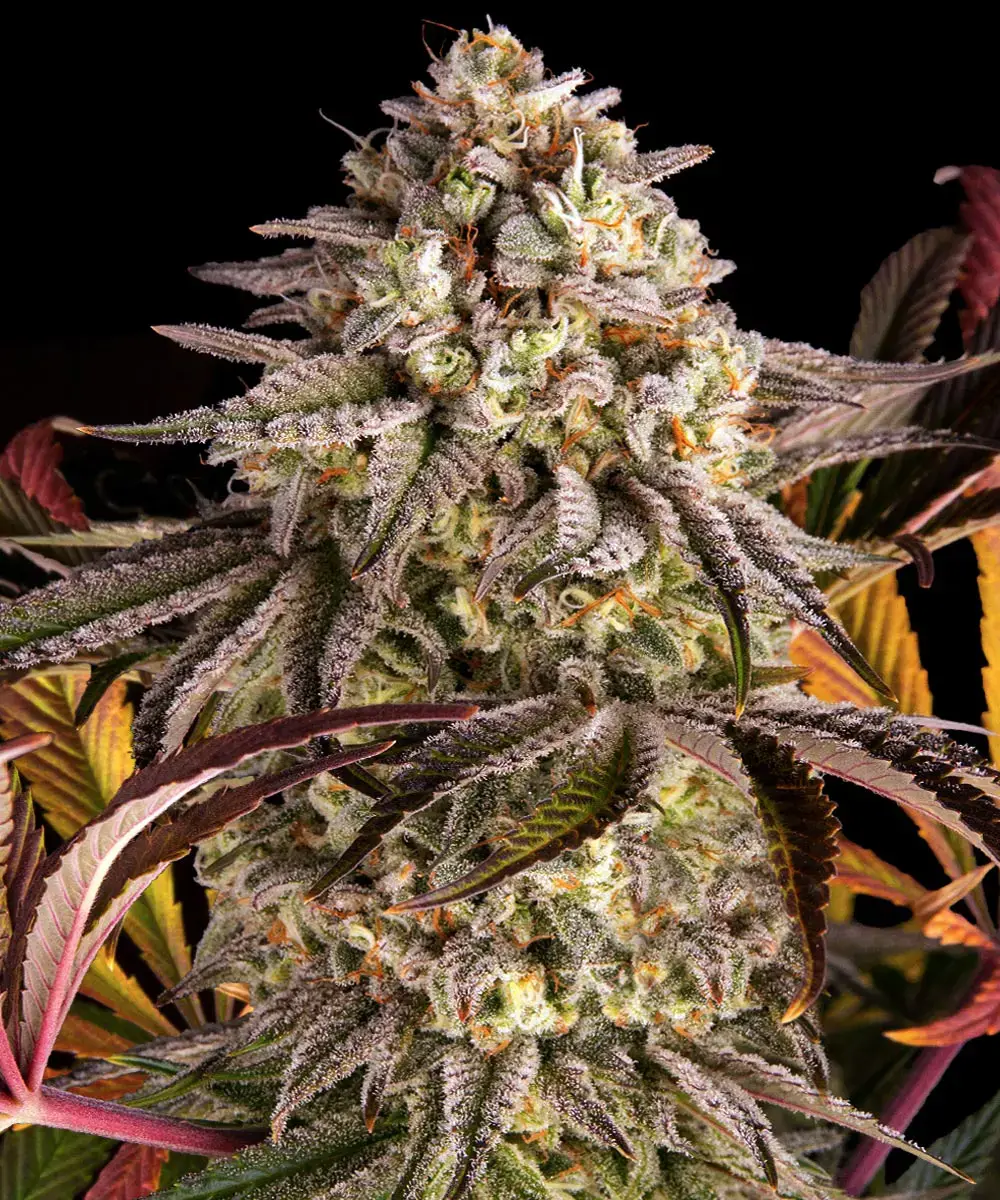 Blue Sunset Sherbert 10 St. Barney’s Farm