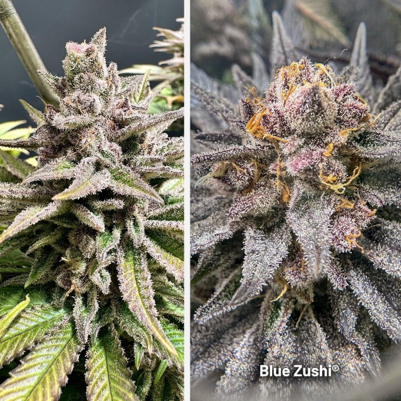 Blue Zushi von Dutch Passion