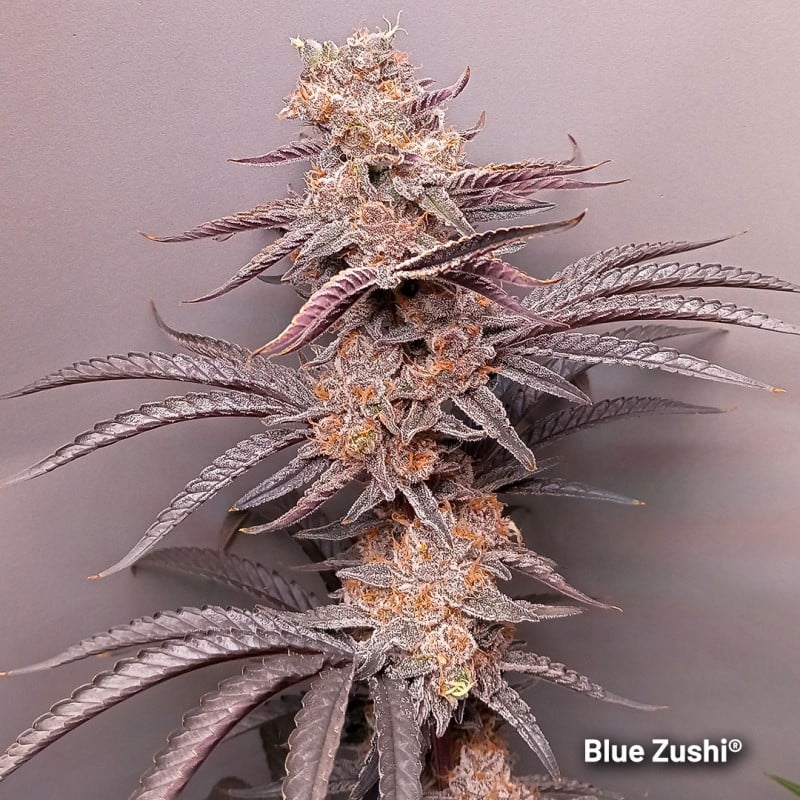 Blue Zushi von Dutch Passion