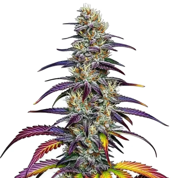 Blue Dream von Blimburn Seeds