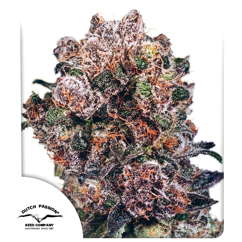 Blueberry von Dutch Passion
