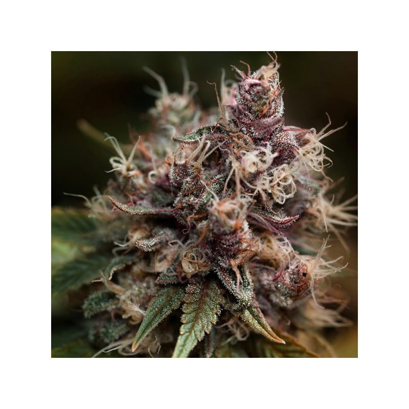 Blueberry von Dutch Passion