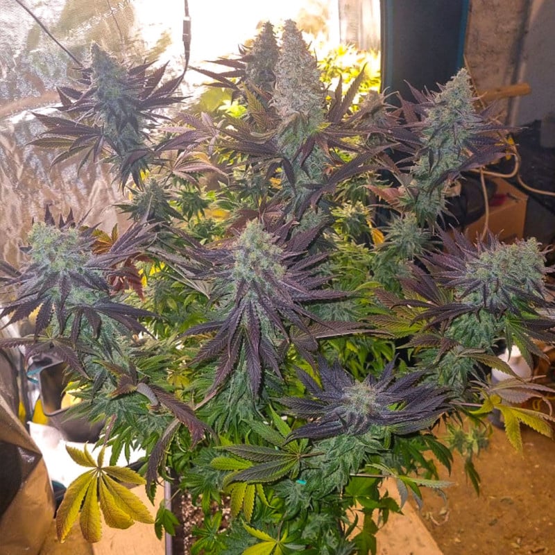 Blueberry von Dutch Passion